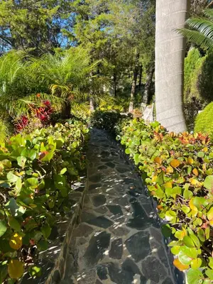 a path through a garden with flowers and a tree at Villa Paloma/ Home/ Office-Remote Office in Constanza