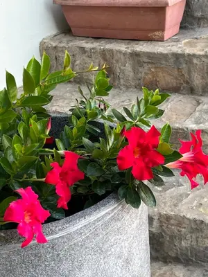 a pot of red flowers sitting on some steps at Villa Paloma/ Home/ Office-Remote Office in Constanza
