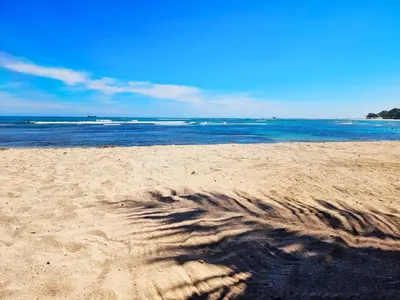 a shadow of a tree on a sandy beach at Costambar Beach Seaside Apartment in San Felipe de Puerto Plata