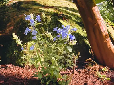 a bunch of blue flowers in a garden at Casa del Arroyo 2-Bedroom Cottage Fireplace and BBQ in Jarabacoa