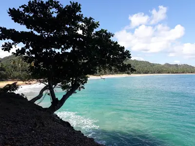 a tree sitting on the side of a beach at Casa De Matias in Las Terrenas
