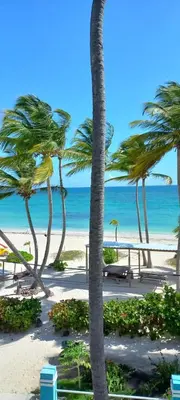 a view of a beach with palm trees and the ocean at Room beach-front with private bathroom -Adults only in Punta Cana