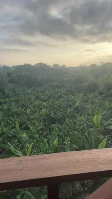 a view of a field of green plantations at Complejo Ecoturistico Rancho Cielo in Licey al Medio