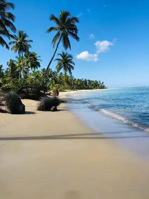 a sandy beach with palm trees and the ocean at Piece of Paradise in Las Terrenas