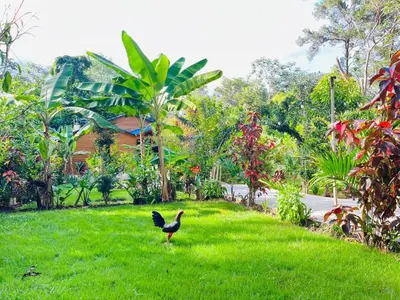 a black bird standing in the grass in a yard at Villas Don Che, 2 villas in Jarabacoa