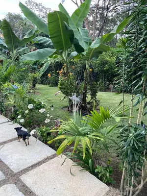 a black cat walking down a sidewalk in a garden at Villas Don Che, 2 villas in Jarabacoa