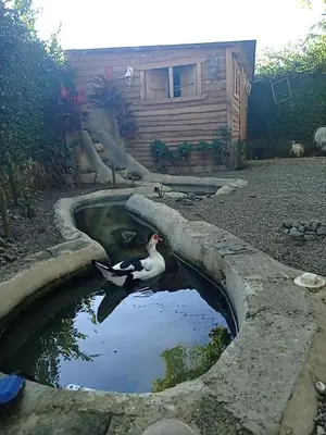 a duck swimming in a pond in front of a house at Paraiso Hortensia Ecolodge in Santiago de los Caballeros