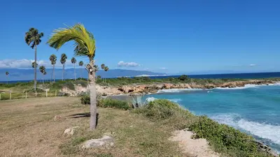 a palm tree on a beach next to the ocean at Beachfront Apartment, Quiet 4 Beds, 1 Bath, AC, Wi-Fi, Hot Water, in Paraiso near Los Patos in Paraíso