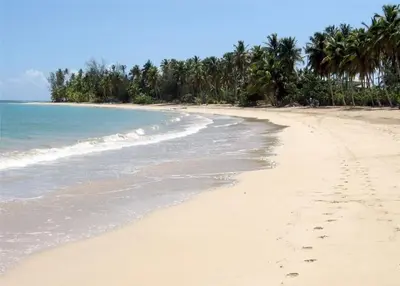 a beach with footprints in the sand and palm trees at Caoba in Las Terrenas
