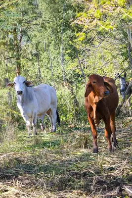 two cows are walking in a field at Hacienda La Huerta Puerto Plata, 1 BDR in San Felipe de Puerto Plata