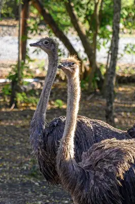 two ostriches standing next to each other at Hacienda La Huerta Puerto Plata, 2 BDR in Maimón