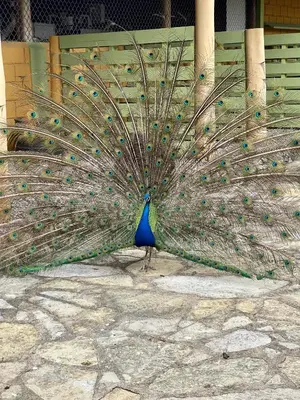 a peacock with its feathers out on the ground at Hacienda La Huerta Puerto Plata, 2 BDR in Maimón