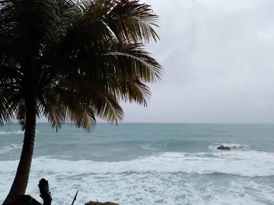 a palm tree on the beach with the ocean at Lugar encantador en el Malecón Paraíso, Barahona. in Paraíso