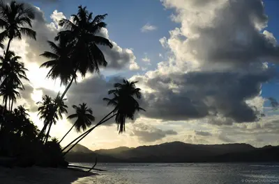 a group of palm trees on a beach at B&B Aparthotel La Isleta in Las Galeras