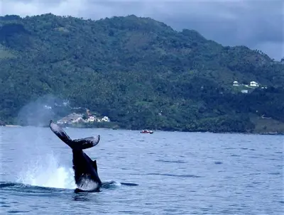 a killer whale jumping out of the water at Bungalow de Ballenas in Punta Balandra