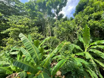 a forest filled with lots of lush green trees at Salvaje Rooms&Restaurant in Santa Bárbara de Samaná