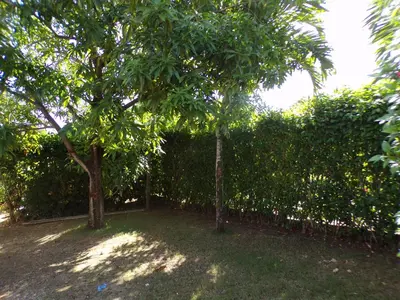 two trees are standing next to a fence at Casa Linda beautiful Villa in Sosúa