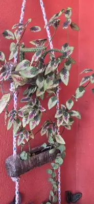 a potted plant hanging from a red wall at Villa KIKI Ensenada in Punta Rucia