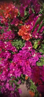 a bunch of purple and pink flowers at Villa KIKI Ensenada in Punta Rucia