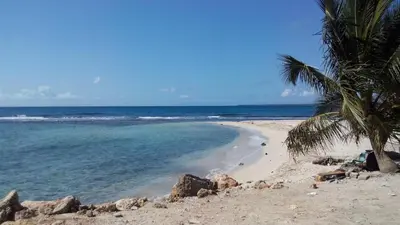 a beach with a palm tree and the ocean at Apto CALETA BEACH 3HAB in La Romana