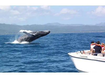 a whale in the water next to a boat at Best bed and breakfast in Samana Breakfast Included in Santa Bárbara de Samaná