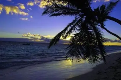 a palm tree on the beach with a boat in the water at Suites By SalcedO in Santo Domingo